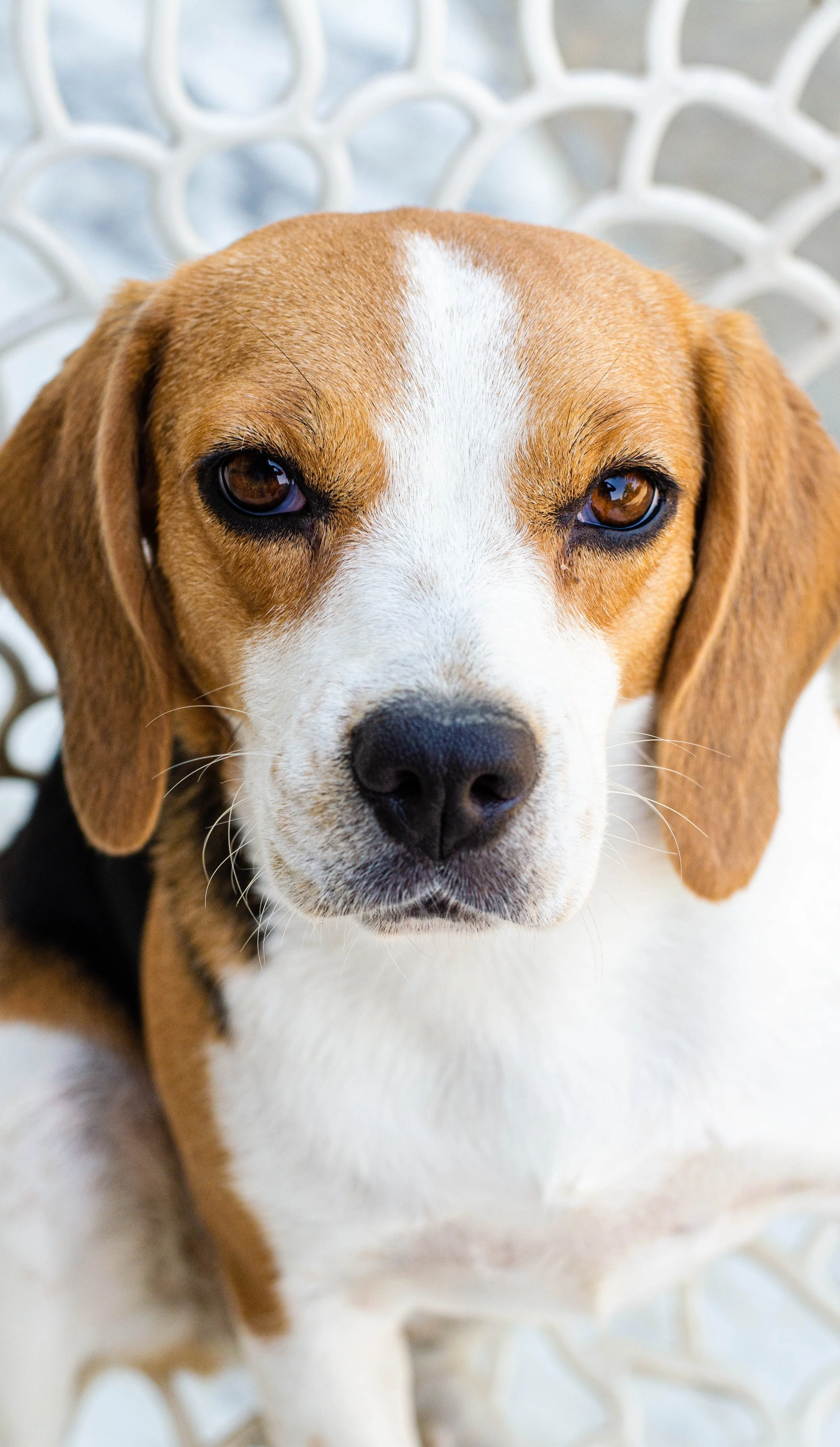 Prince Harry And Meghan Markle Adopt Dog Who Once Was A Test Subject