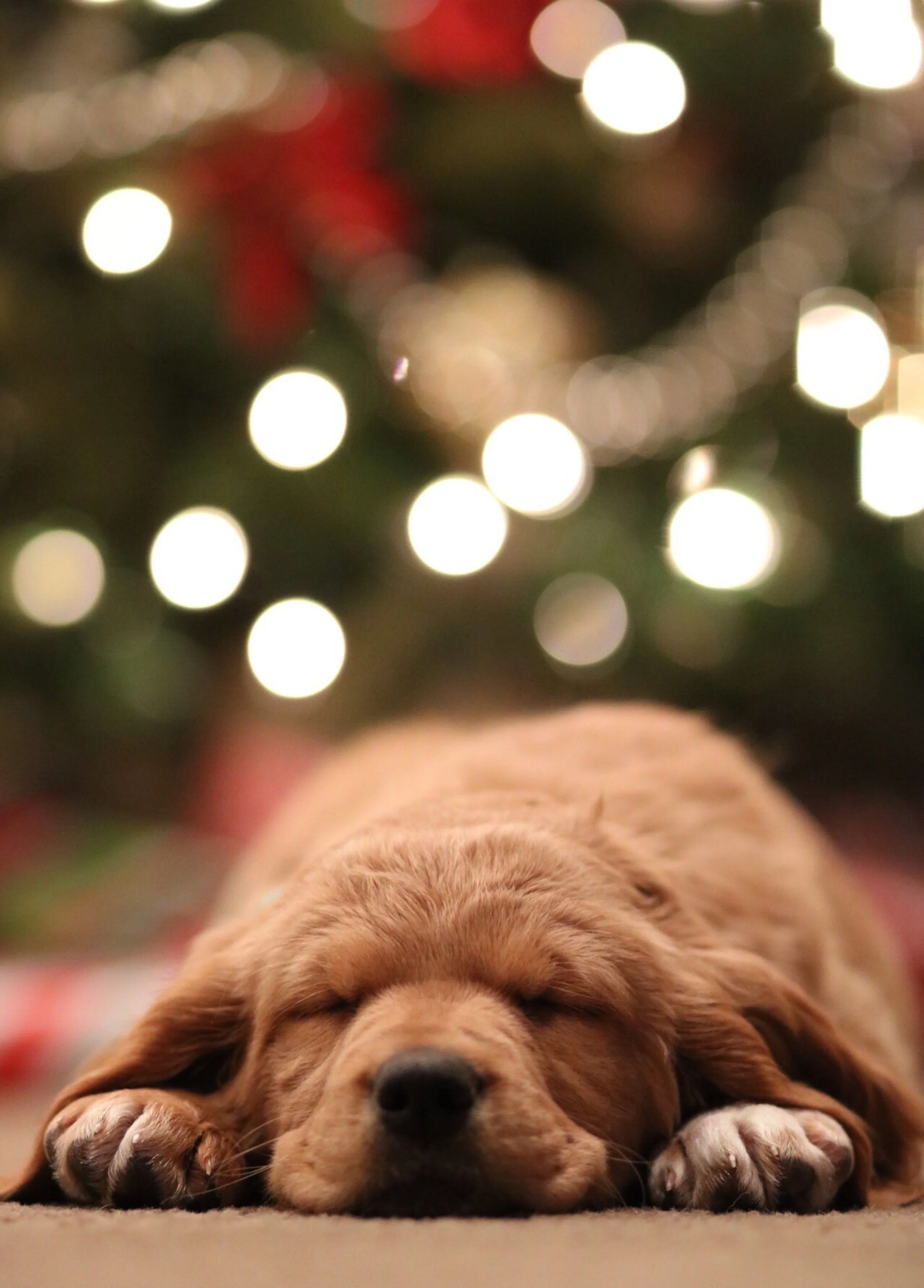6 Holiday Decorations That Are Dangerous To Dogs 