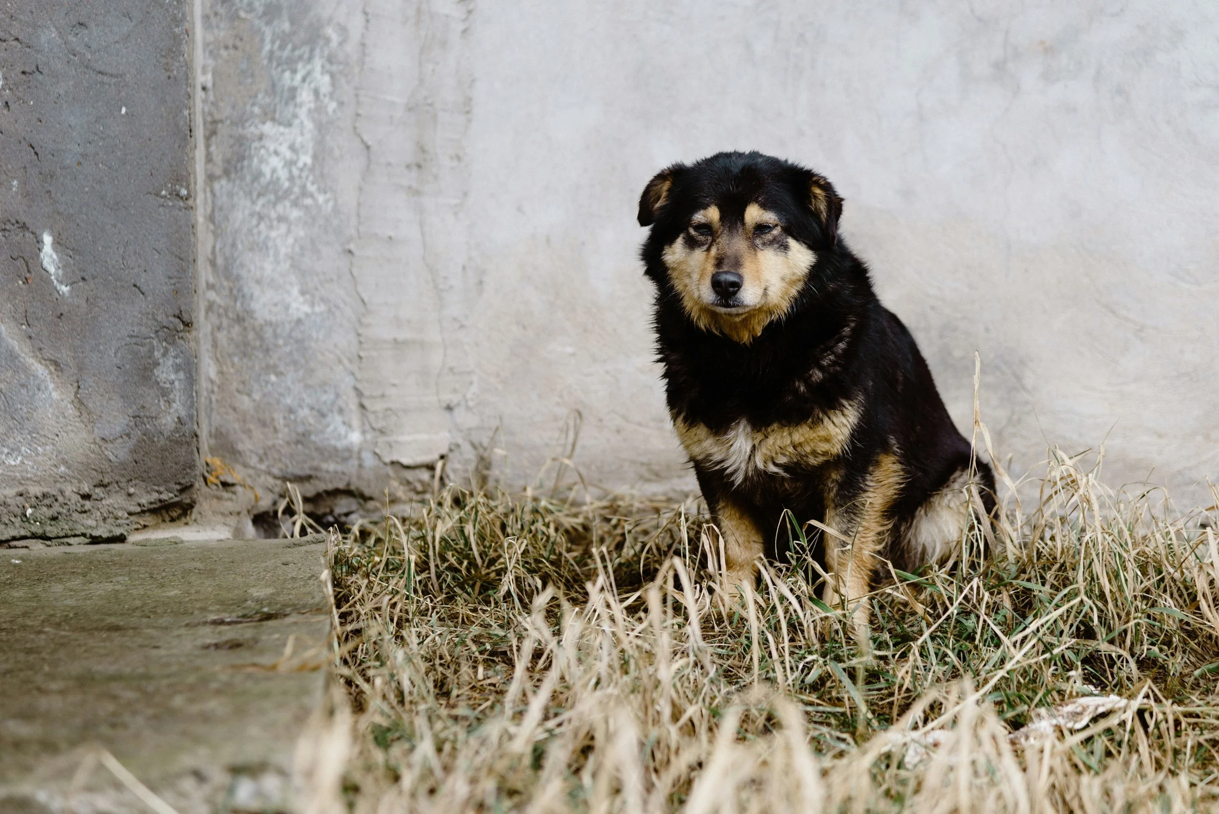 What to Do When Your Dog Is Constipated