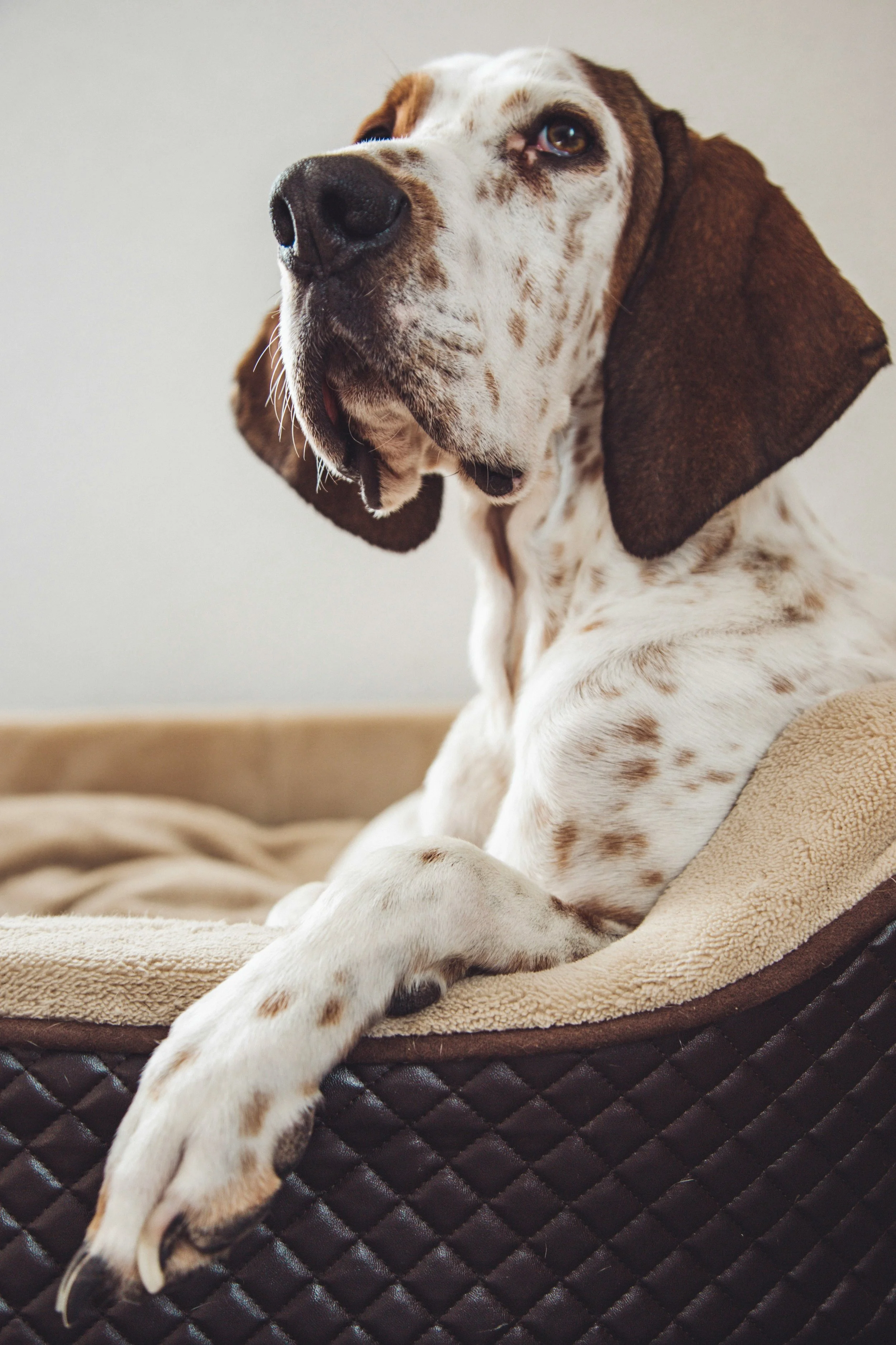 What to Do When Your Dog Is Throwing up Yellow Bile