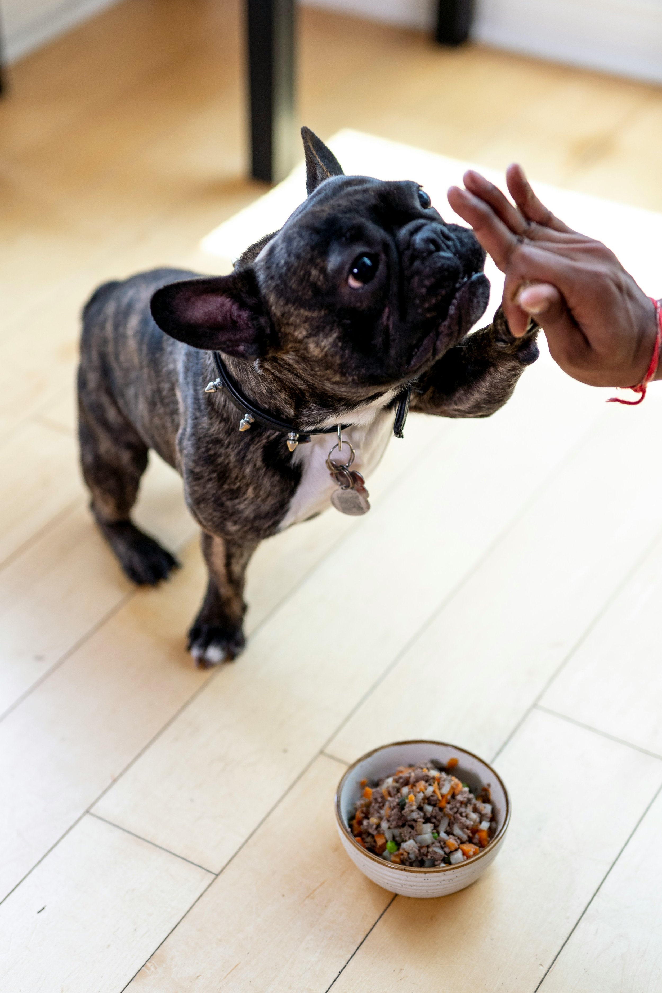 Is Wet Food Bad for Dogs? 