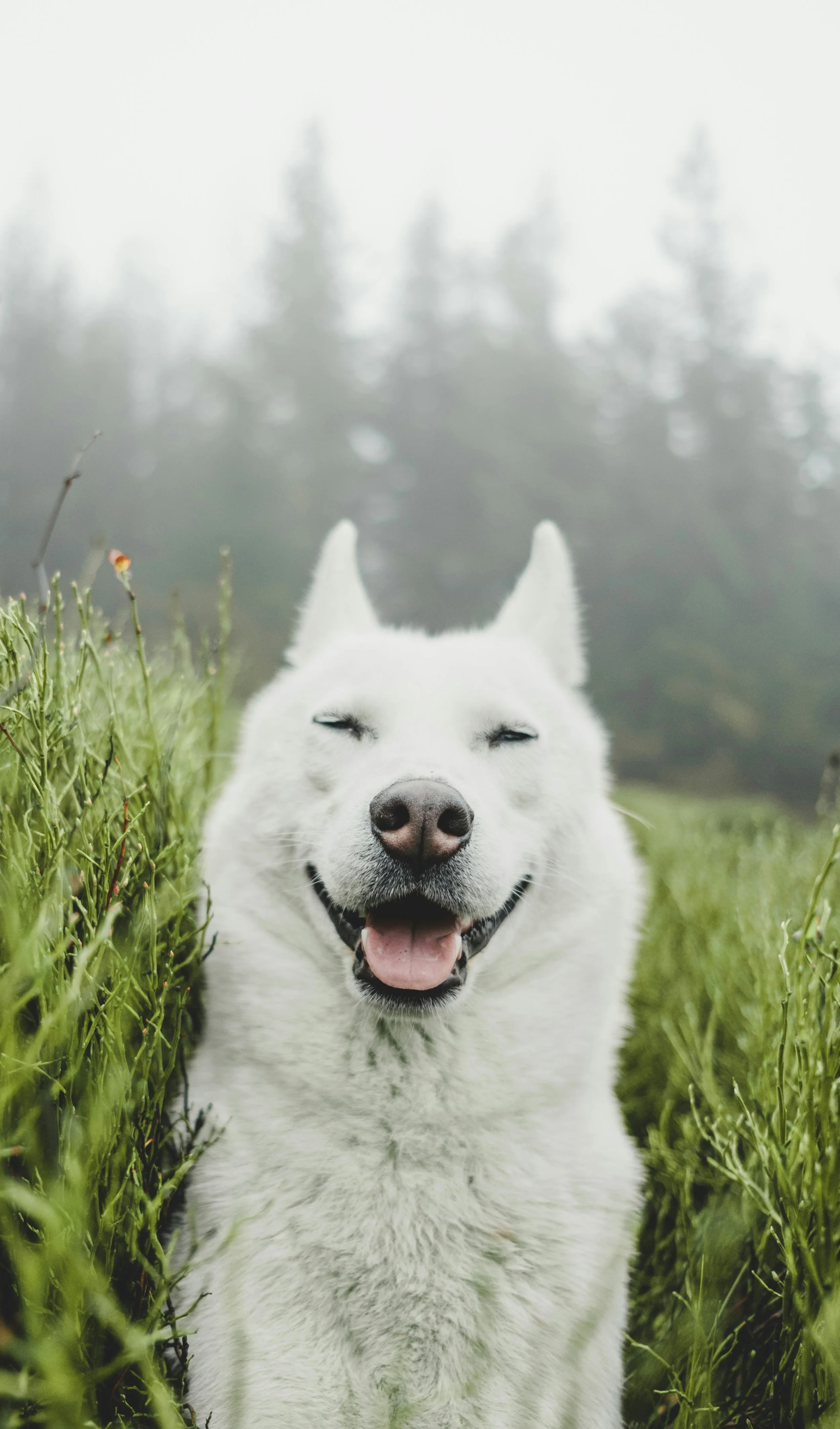Why Is My Dog Reverse Sneezing? 