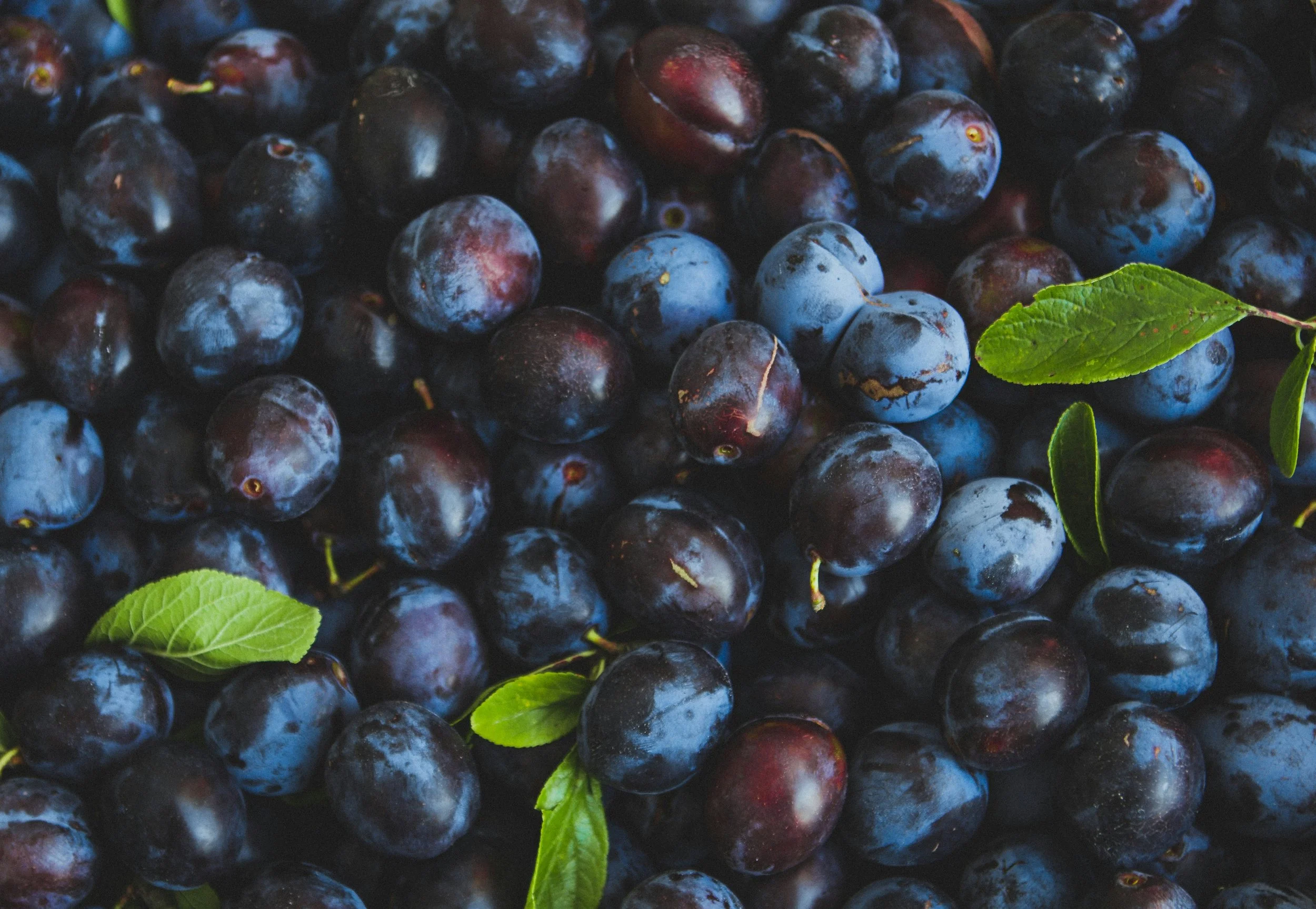 Can I Give My Dog a Plum?