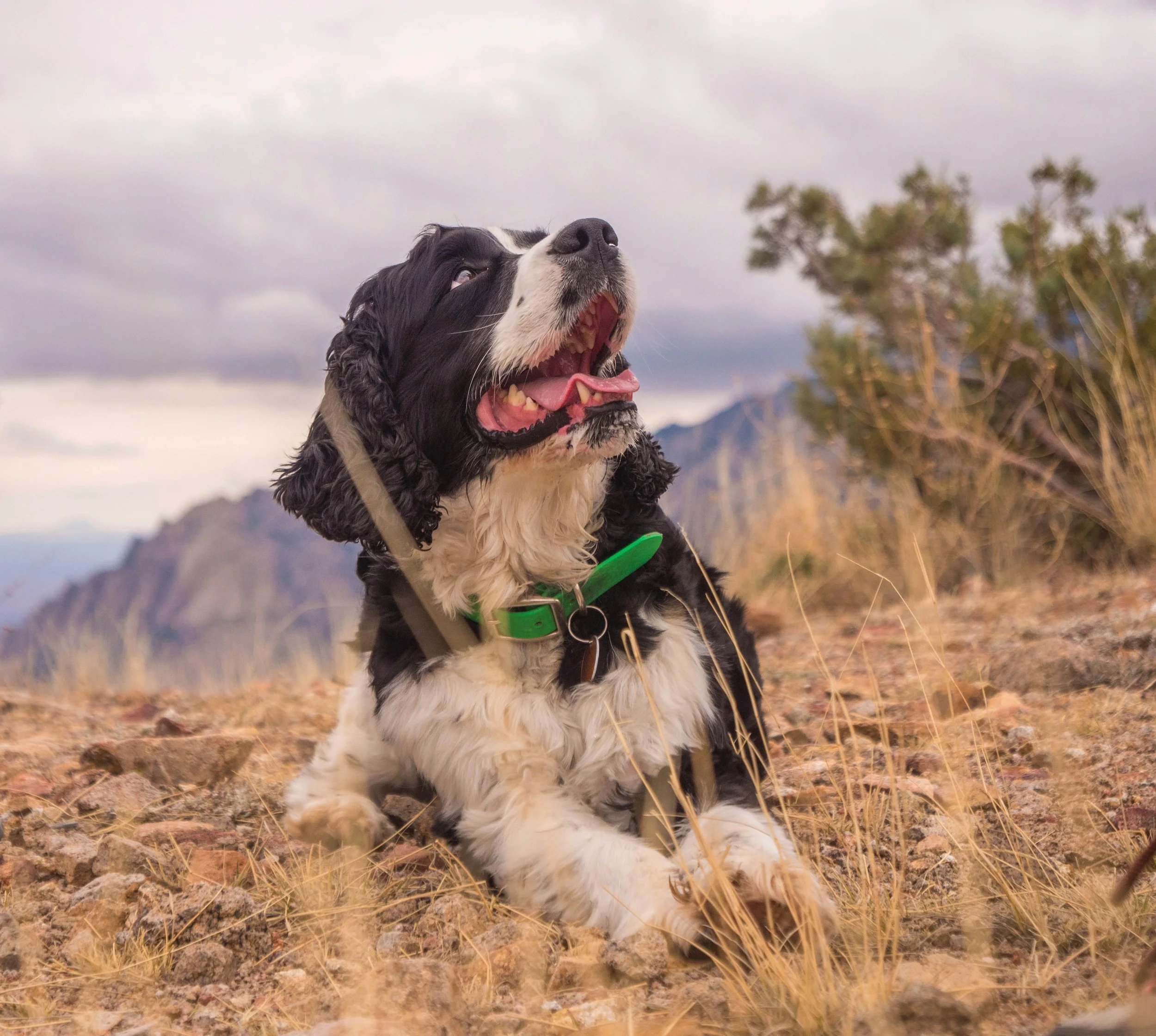 What To Do If A Scorpion Stings Your Dog