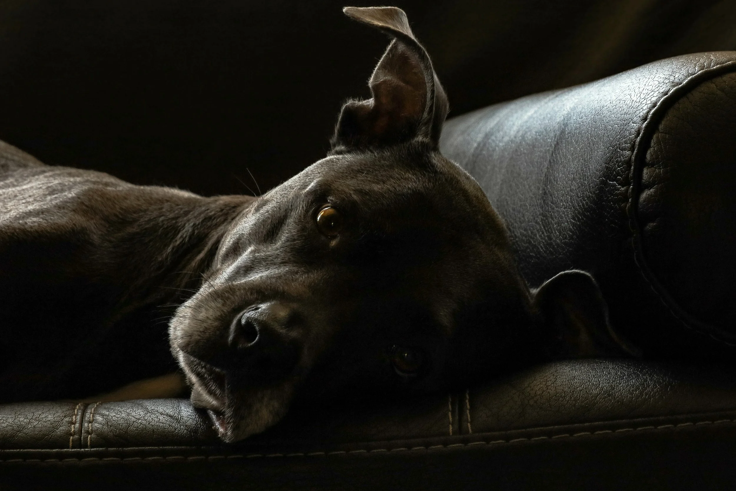 Tom Holland Shares Heartbreaking Post Following the Death of His Beloved Dog