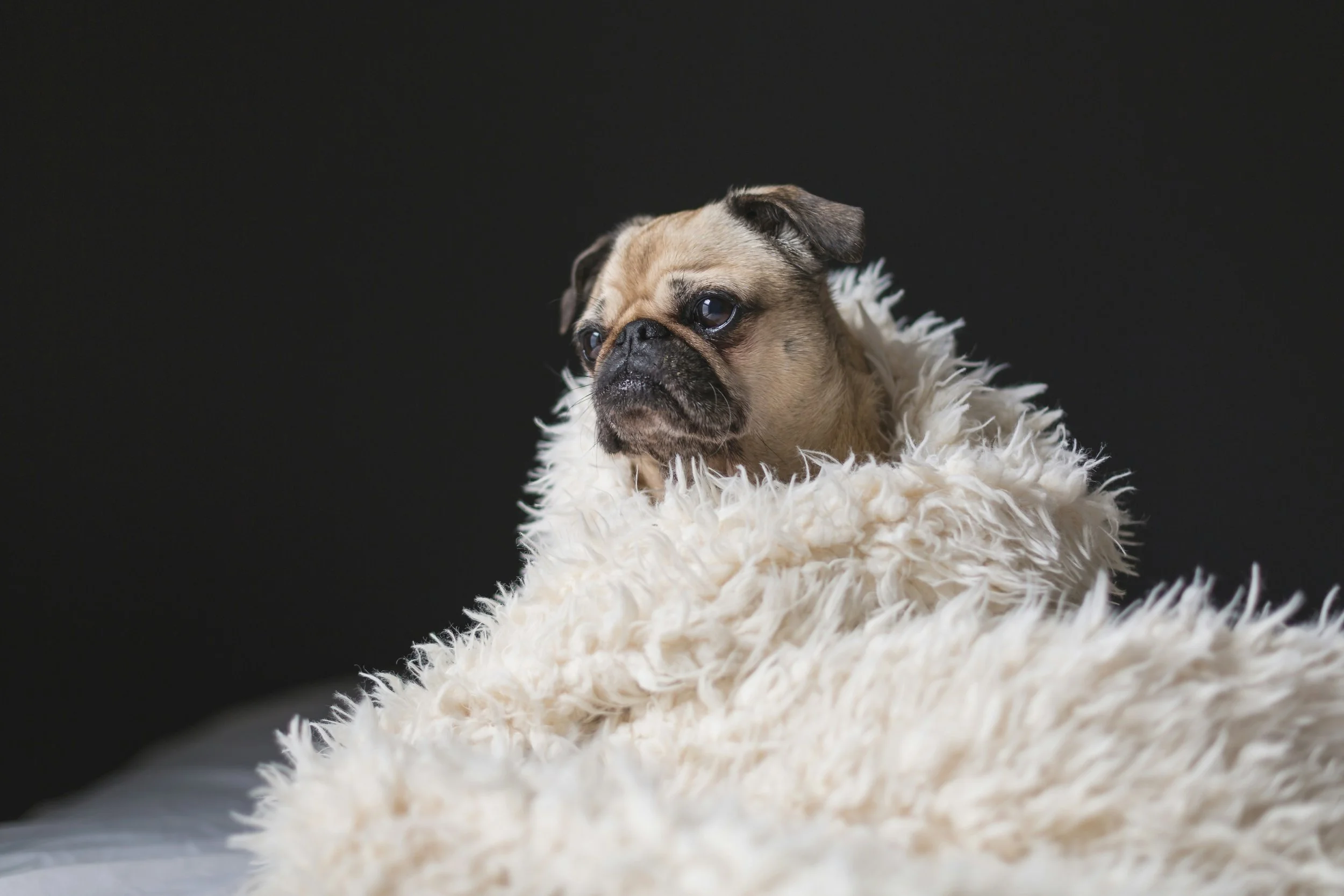 What to Do If Your Dog Is Afraid of the Dark 