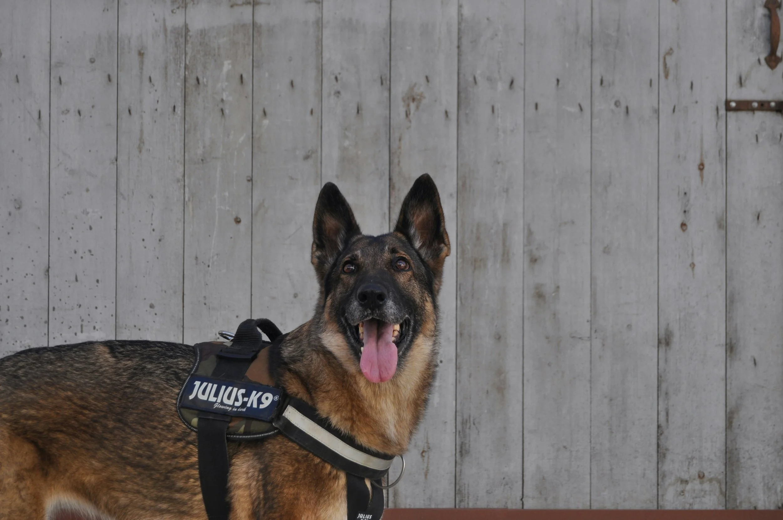 A Missing 85-Year-Old Woman is Found by Police Dog