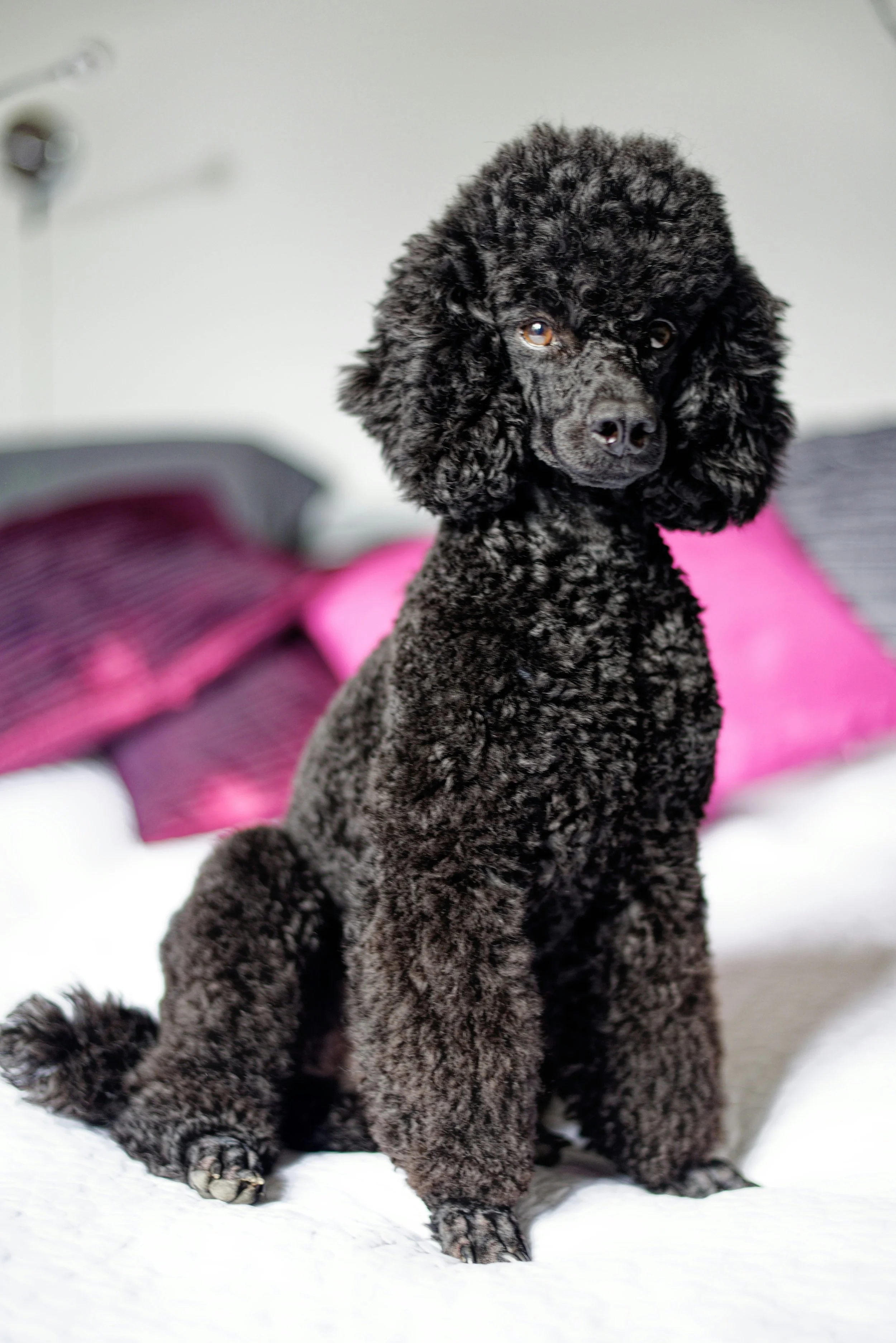 Westminster Dog Show Winner Gets to Do 1 Special Activity After Taking Home 'Best in Show' 