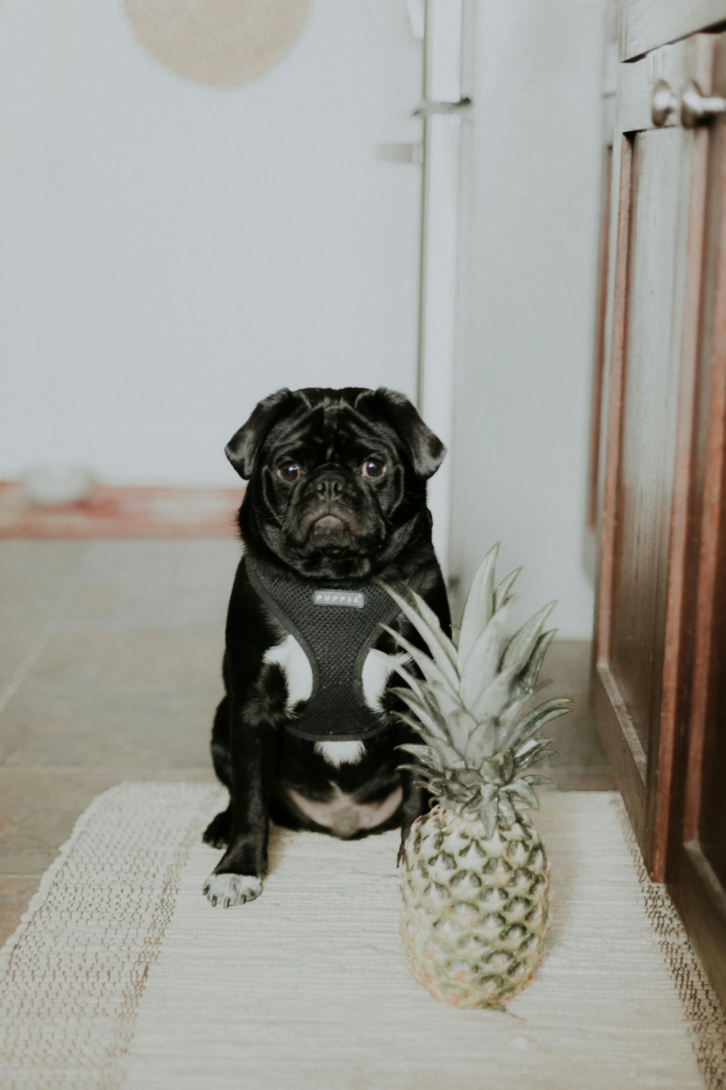 Can Dogs Eat Pineapple? 