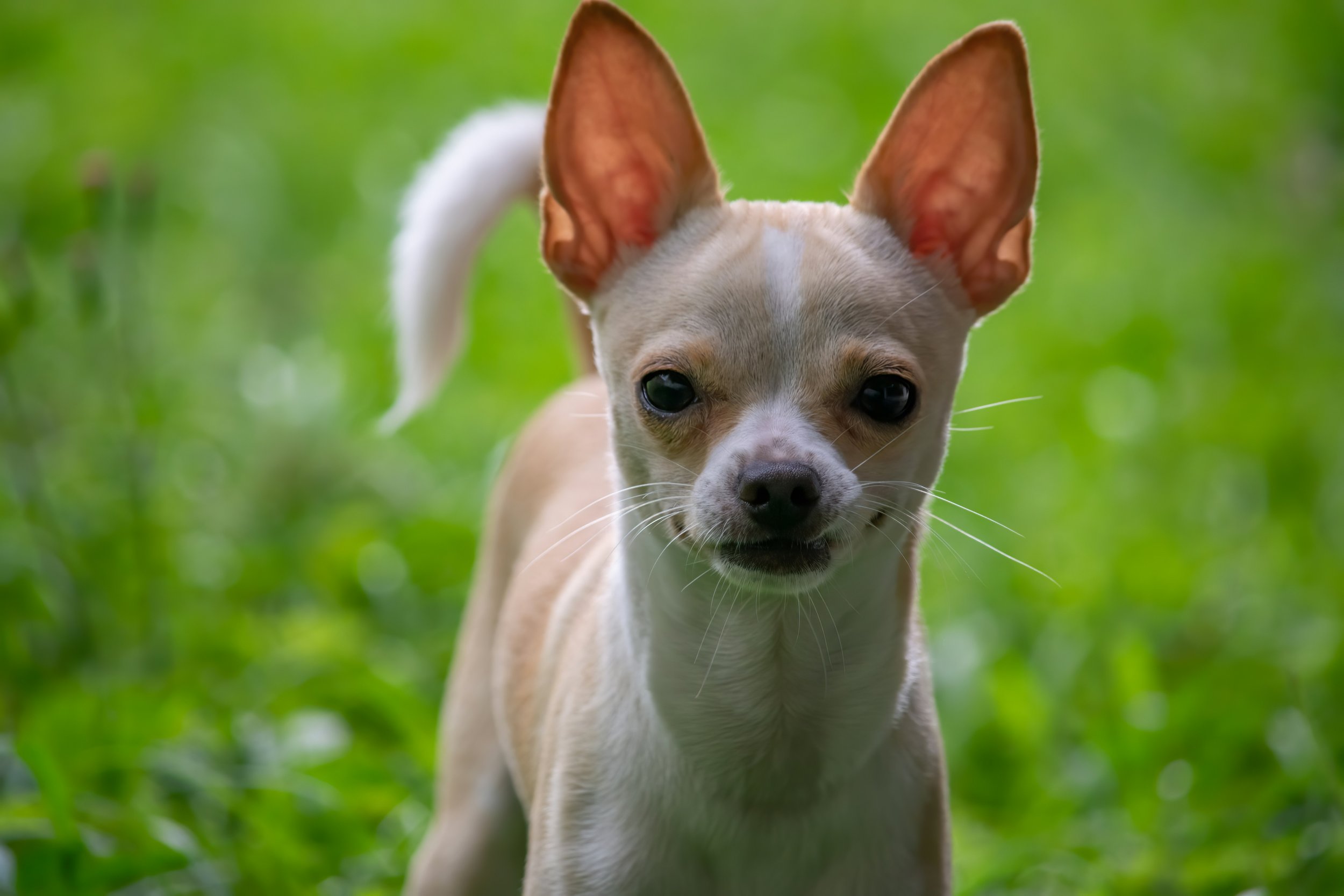 Danny Trejo Shares Hilarious Story About His Late Chihuahua, Dixie