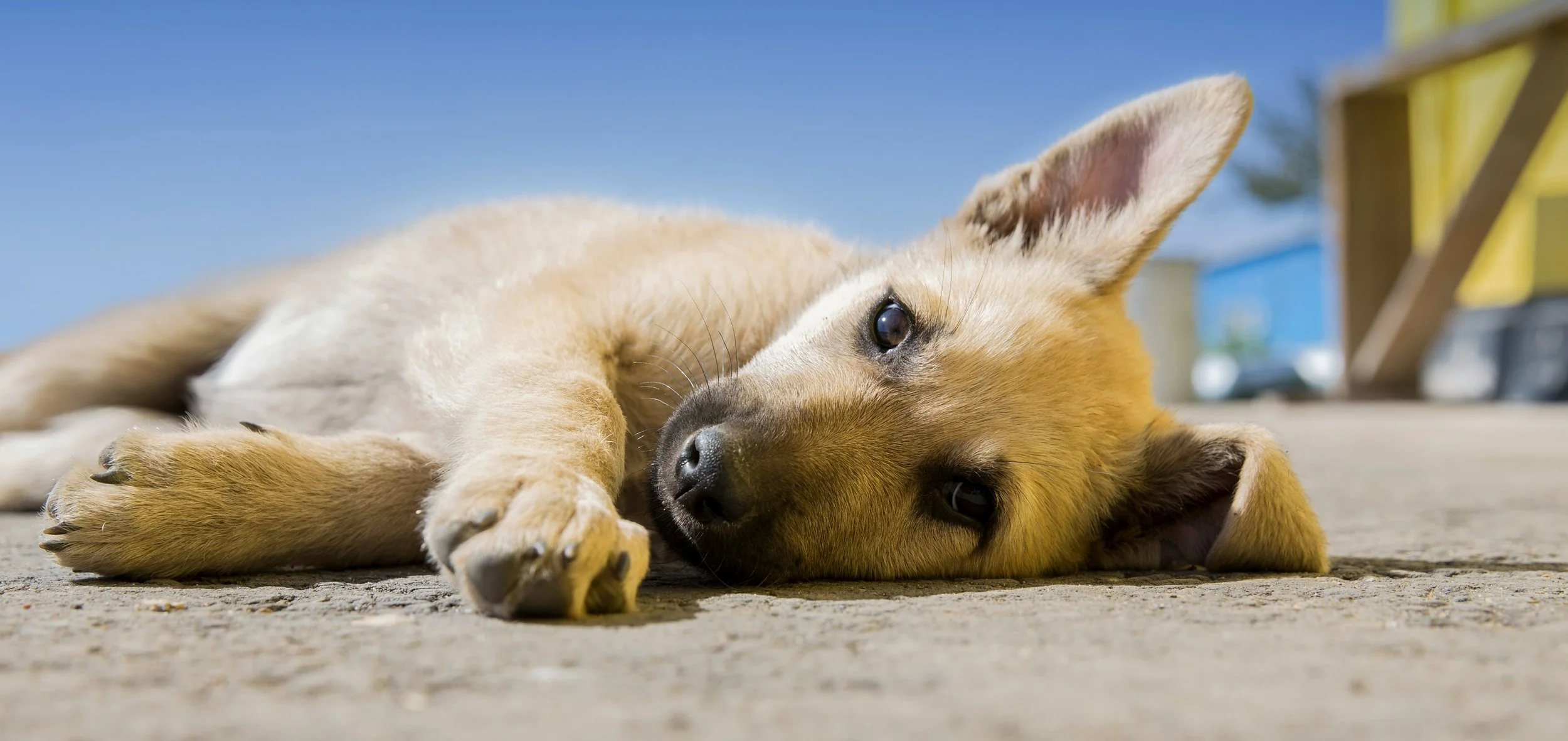 Daisy Edgar-Jones Has an Interesting Opinion About Glen Powell's Dog, Brisket 