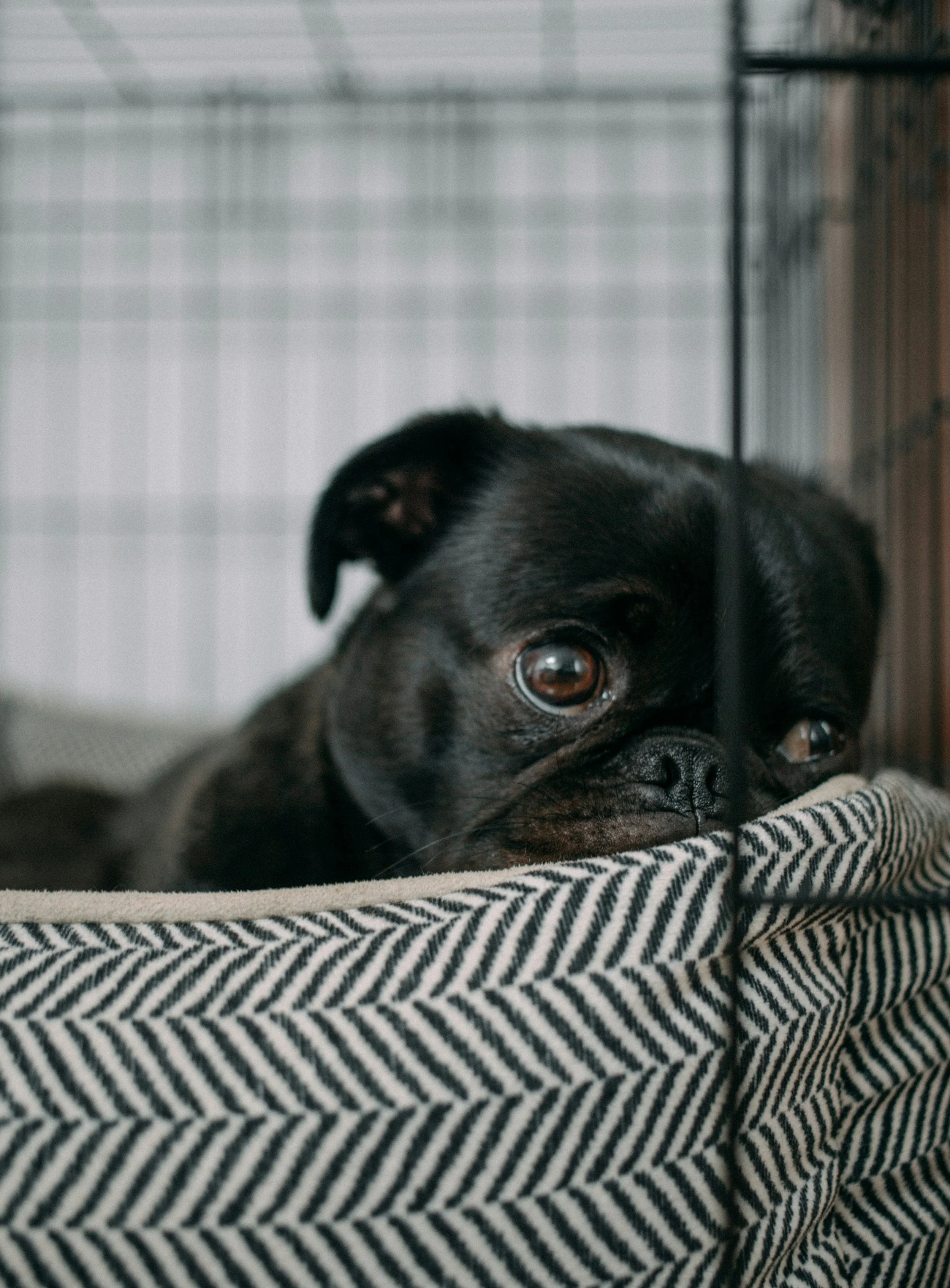 EARTHDAY.ORG Research Shows Plastics Could Be Harming Pets -- Here's What You Can Do to Protect Your Beloved Animal