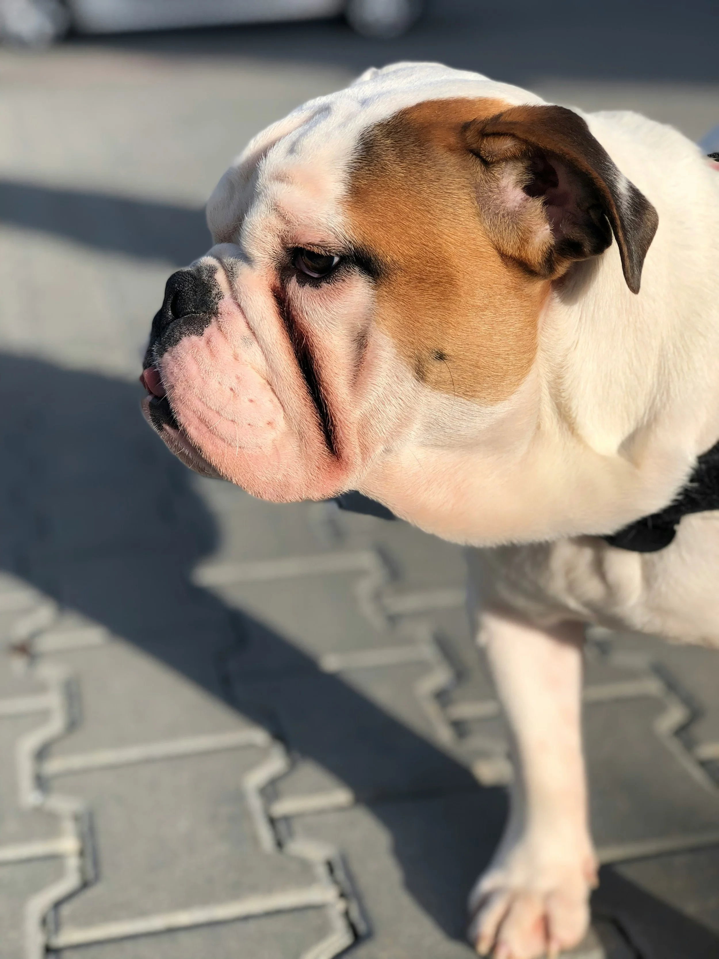 F1's Lewis Hamilton Shares How His Beloved Bulldog Has Changed 