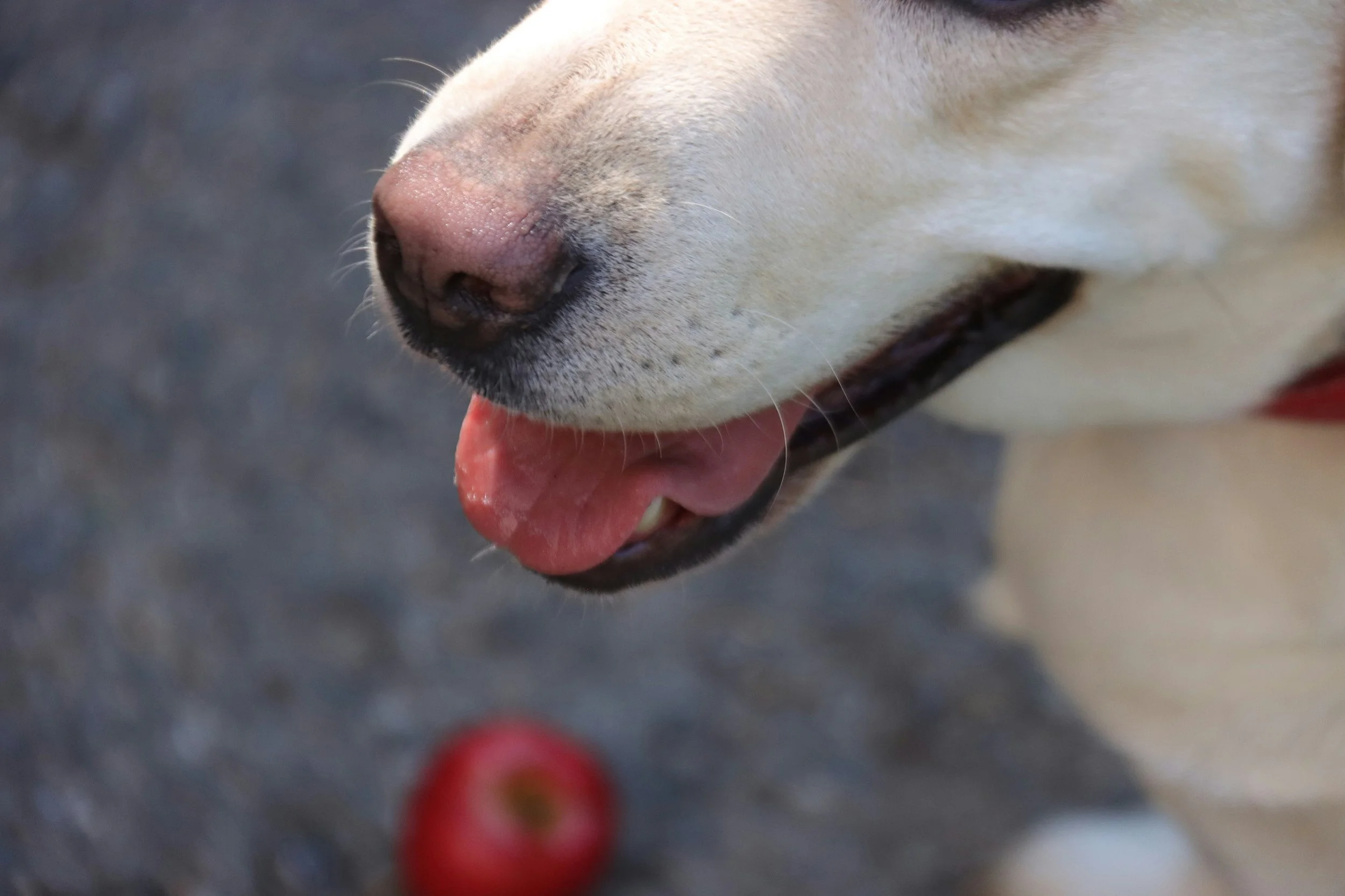5 Dog-Friendly Apple Recipes Perfect for the Fall 