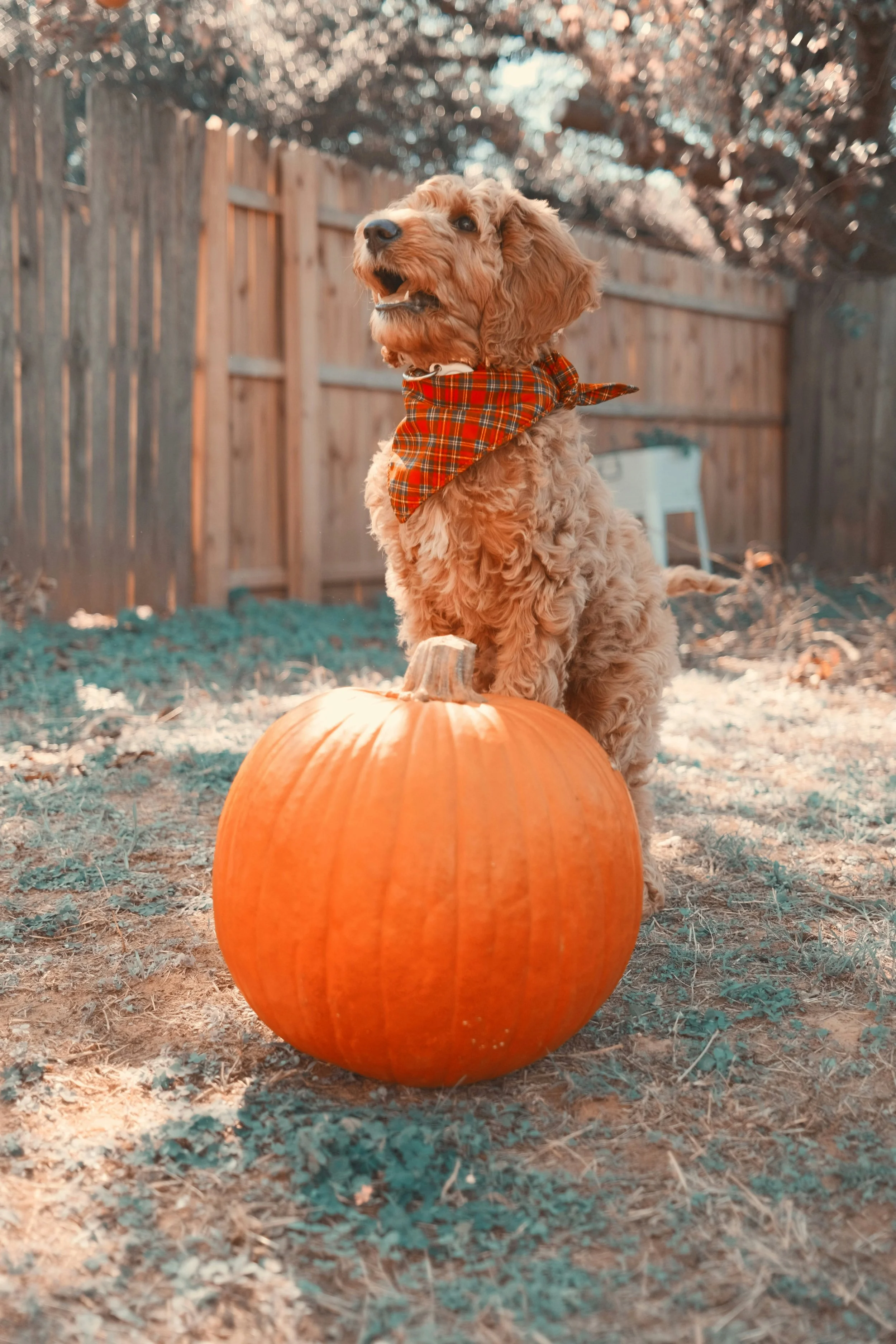 6 Spooky Dog-Friendly Recipes You Need to Make This Halloween 
