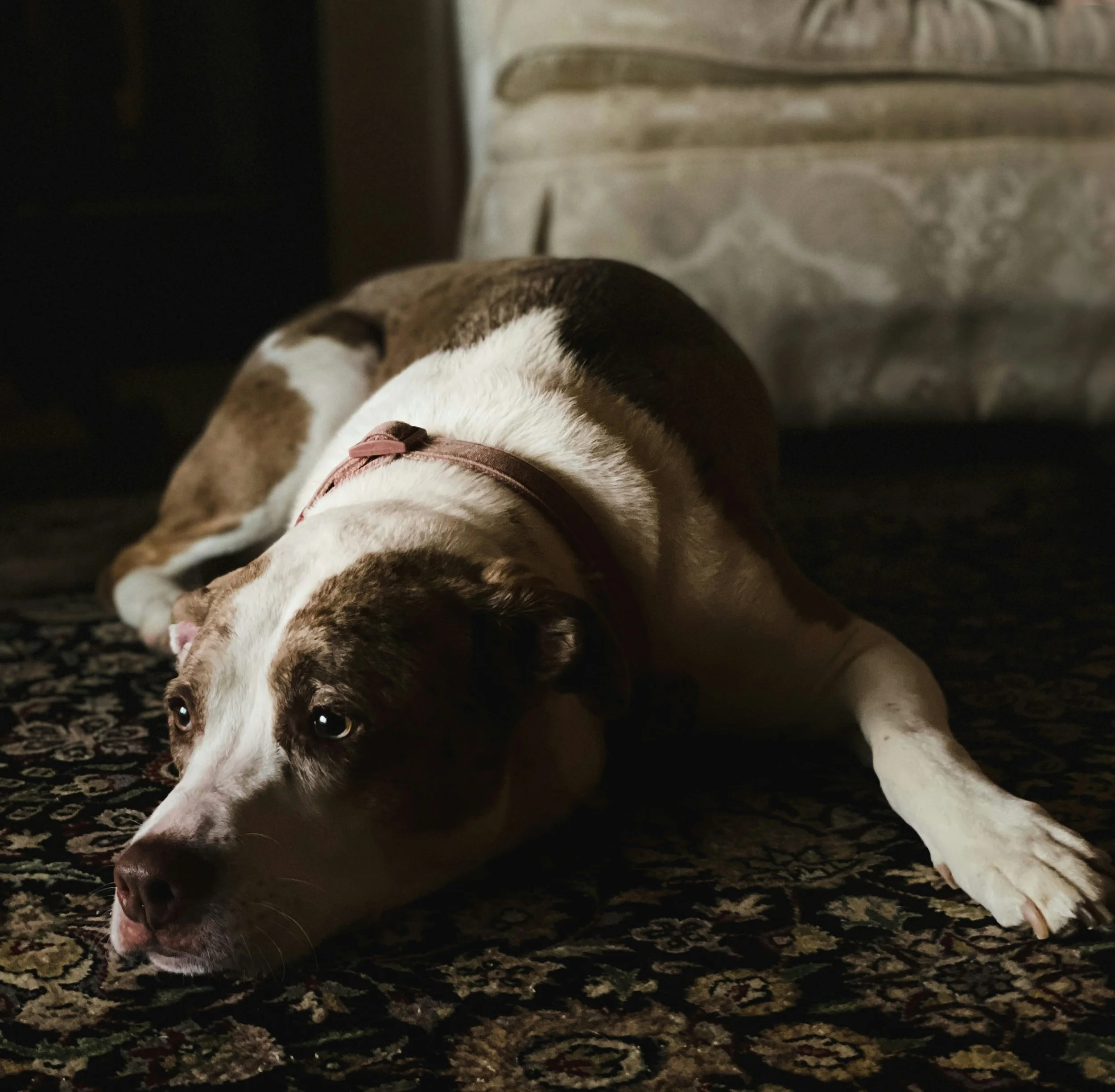 'Jersey Shore' Star Shares Heartbreaking News About Beloved Dog 