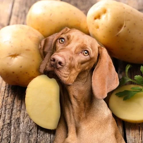 Can You Give Your Dog Potatoes? 