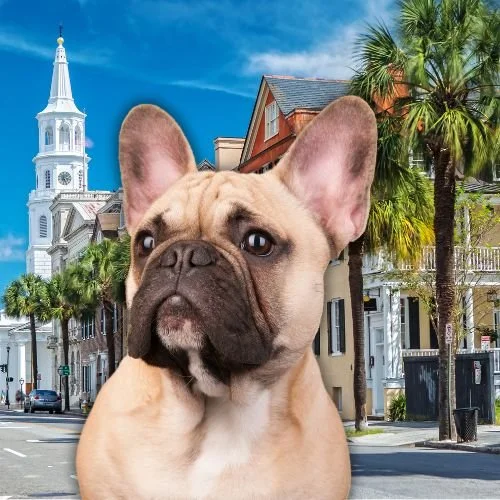 The Stars of 'Southern Charm' &amp; Their Adorable Dogs 