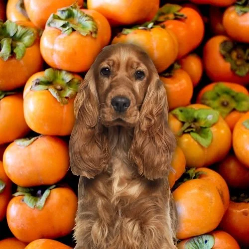 Can Dogs Eat Persimmons? 