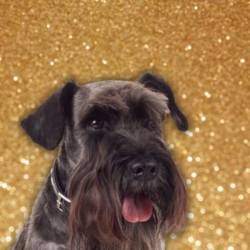 Zendaya Says Her Dog, Noon, Is Her Emotional Support 