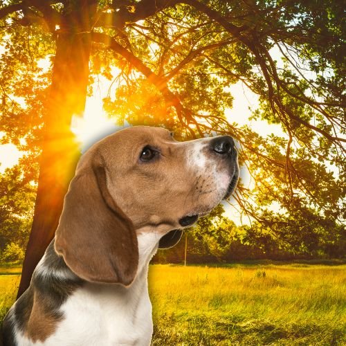 Meghan Markle Announces Death of Beloved Rescue Dog in Heartfelt Instagram Post 