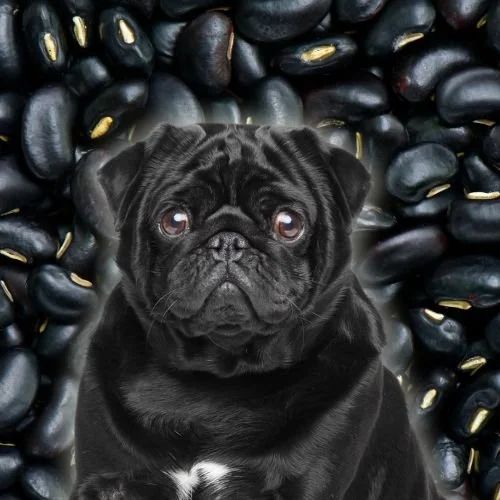Can I Give Black Beans to My Dog? 