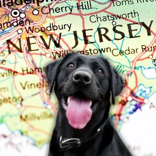 RHONJ Star Dolores Catania Shares Video All Dog-Owners Will Relate To 