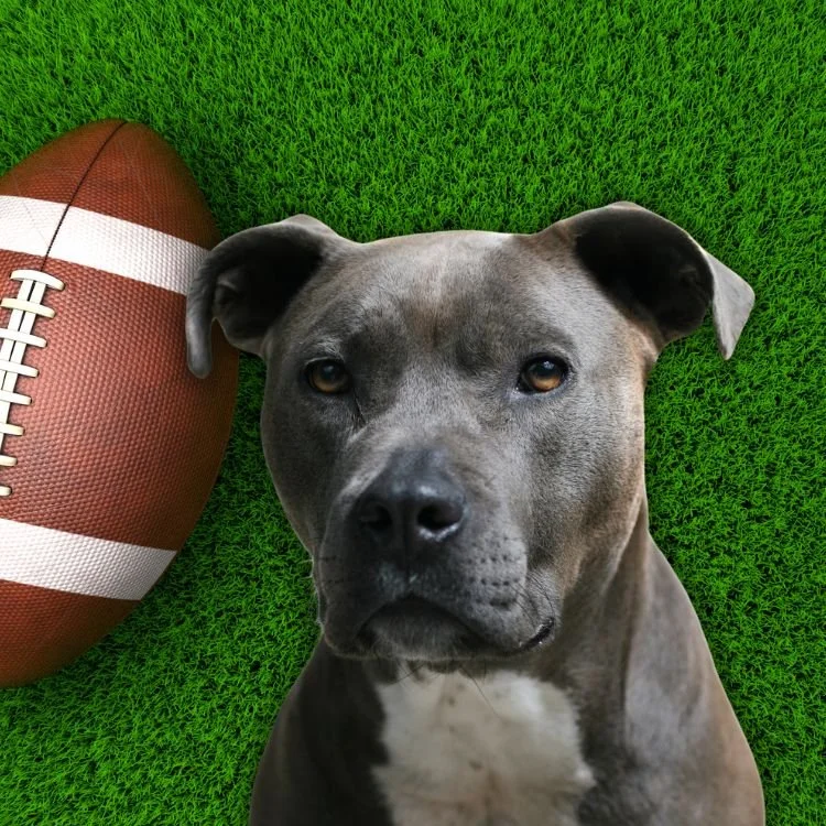 Here's What You Need to Know About Patrick Mahomes' Beloved Dogs 
