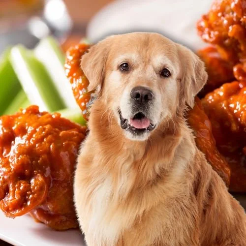 Can Dogs Eat Chicken Wings? 