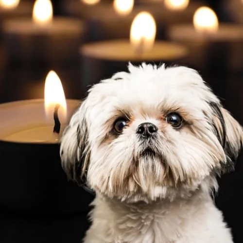Kelly Ripa Announces Devastating News About Her Beloved Dog 