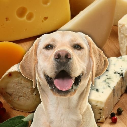 Can I Give Cheese to My Dog? 