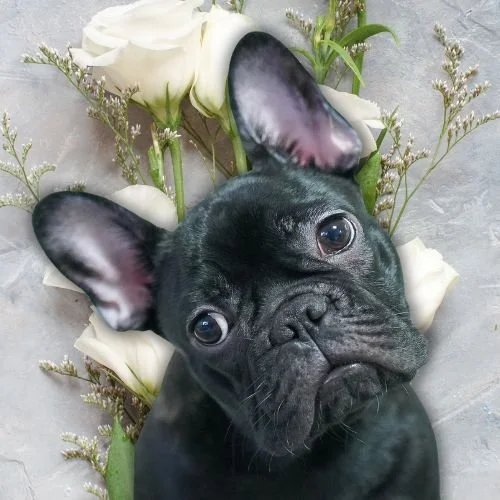 Here's Our Favorite Moments of Carrie Fisher's Beloved Dog Gary