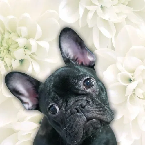 What You Need to Know About Dwayne 'The Rock' Johnson's Late Dog, Hobbs