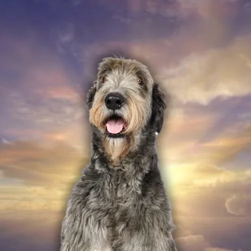 Kylie Kelce's Daughter Has a Sweet Response to Dog's Passing 