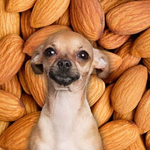 Can Dogs Eat Almonds? 