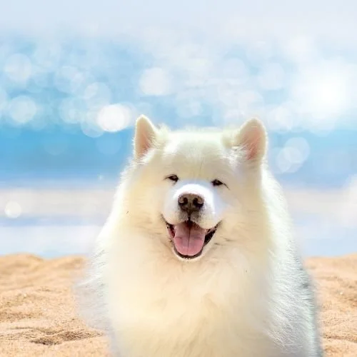 5 Super Fun Ways to Spend Memorial Day Weekend With Your Dog 