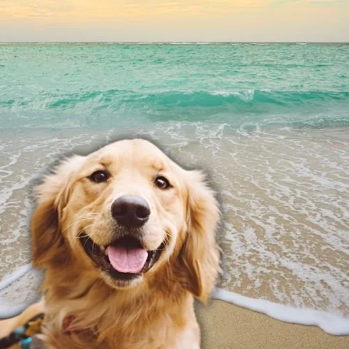 The Cast of RHOC &amp; Their Furry Friends 