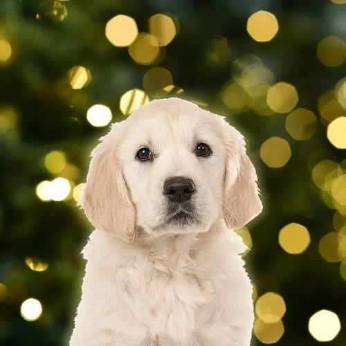 Want to Surprise Your Kids With a Puppy for Christmas? Experts Say to Think Again