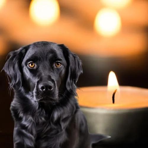 John Mayer Mourns the Loss of His Beloved Dog, Moose