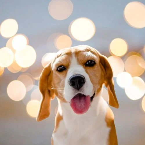 Meghan Markle Shows Her Devotion to Her Late Beagle Guy in Heartwarming Story