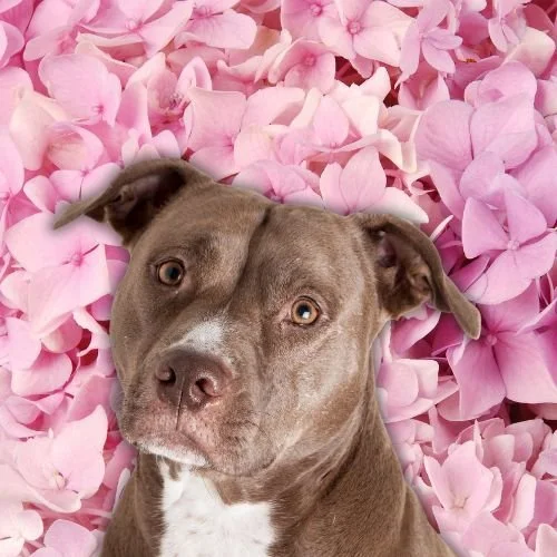 ’DWTS’ Star Alix Earle Adopts Her Beloved Foster Dog in Emotional Christmas Reveal ’DWTS’ Star Alix Earle Adopts Her Beloved Foster Dog in Emotional Christmas Reveal