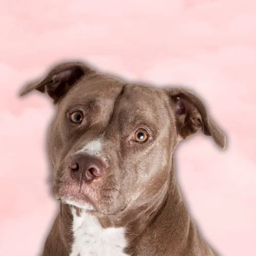 How Millie Bobby Brown Is Helping Rescue Dogs and Saving Lives