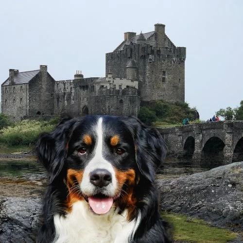 'The Traitors' Season 4 Cast and Their Adorable Dogs: Faithfuls, Traitors, and Furry Friends