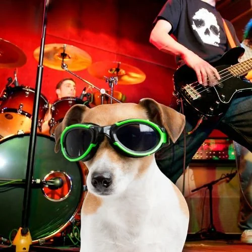 Punk Rock Pups: Meet Green Day’s Adorable Dogs Ahead of the Super Bowl Punk Rock Pups: Meet Green Day’s Adorable Dogs Ahead of the Super Bowl