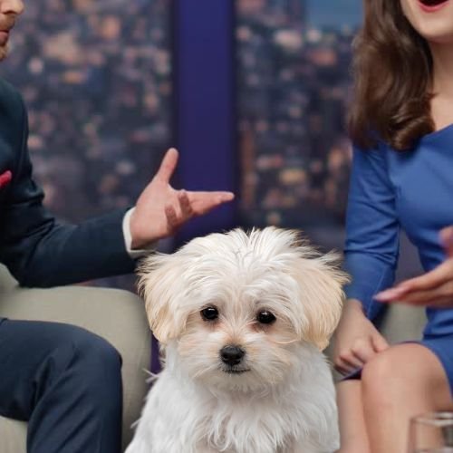 Kelly Ripa & Mark Consuelos Get Into a Totally Relatable Argument About Their Dog on Live TV Kelly Ripa & Mark Consuelos Get Into a Totally Relatable Argument About Their Dog on Live TV