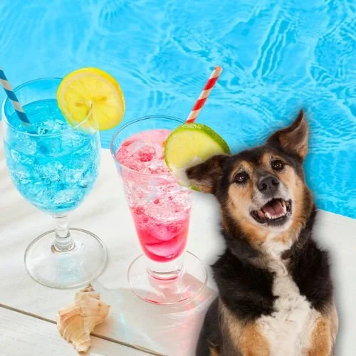 ‘Summer House’ Star Amanda Batula Reveals How She and Kyle Cooke Are Co-Parenting Their Dogs After Split