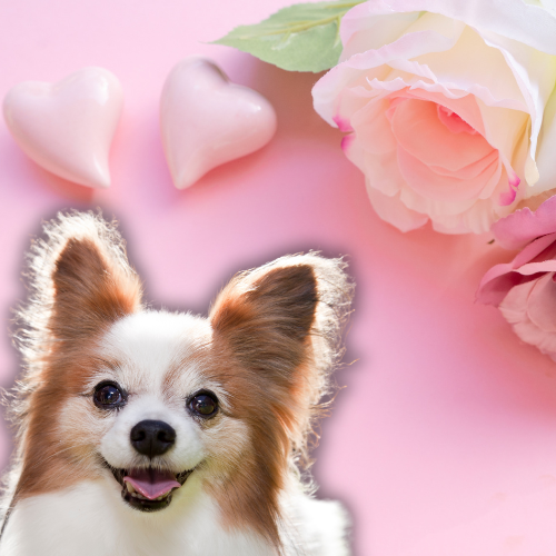 The Ultimate Valentine’s Day Gift Guide for Dog Lovers