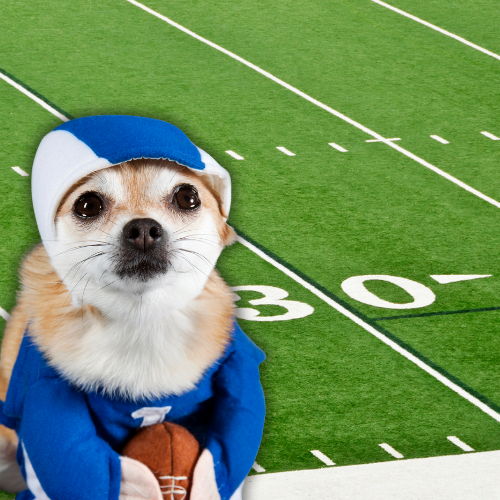 Meet the Seattle Seahawks Champions &amp; Their Canine Companions