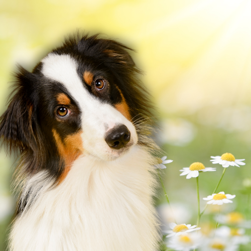 Here’s How to Keep Your Dog Comfortable During Allergy Season