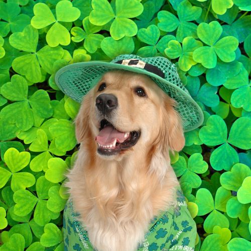 5 St. Patrick’s Day Recipes Dogs Can Safely Enjoy